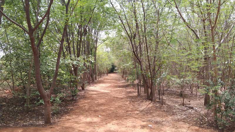 Tree planting initiative in Rajapalayam